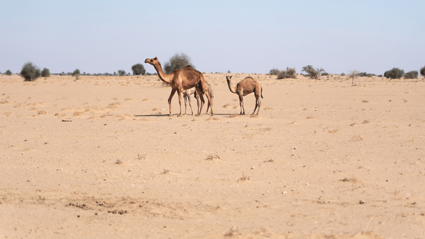 Animals in Morocco